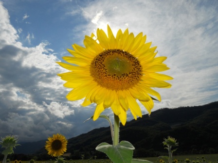 Girasole - Sunflower